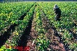 Xu hướng xây dựng ngành cao su thiên nhiên bền vững